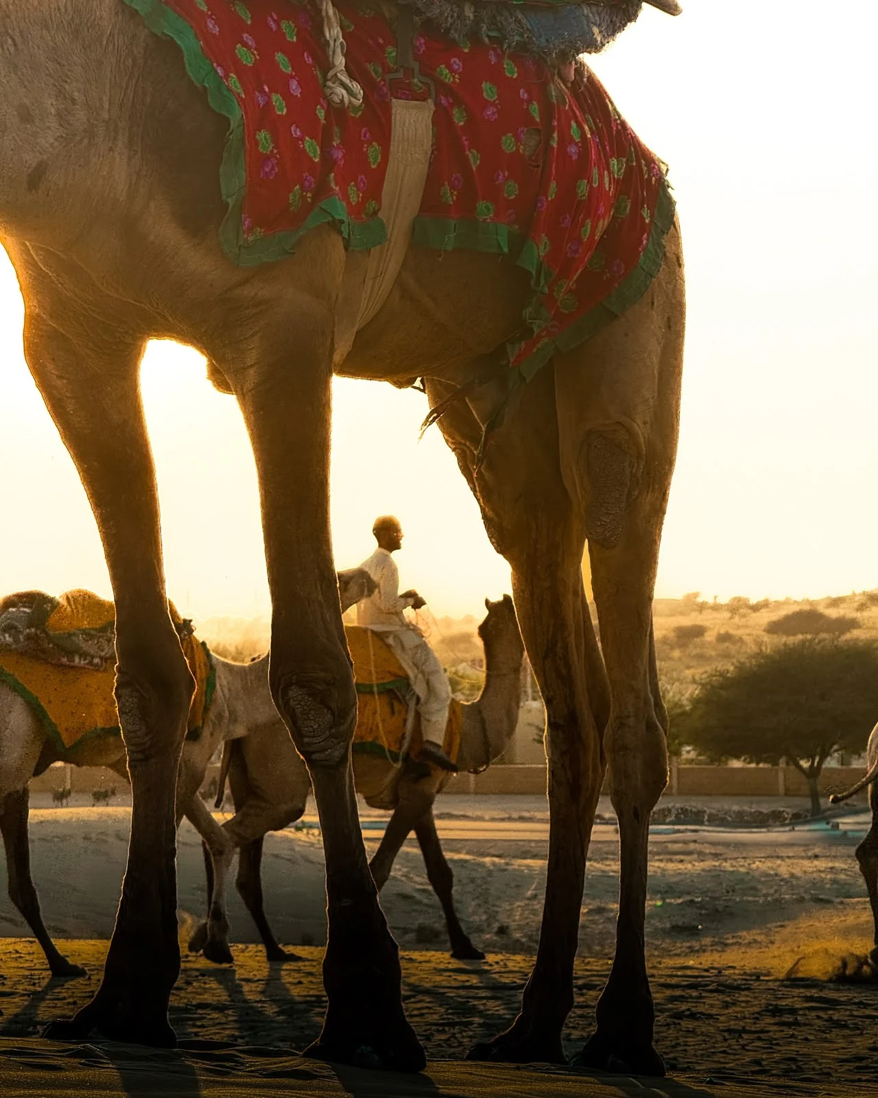A camel dressed for the desert journey