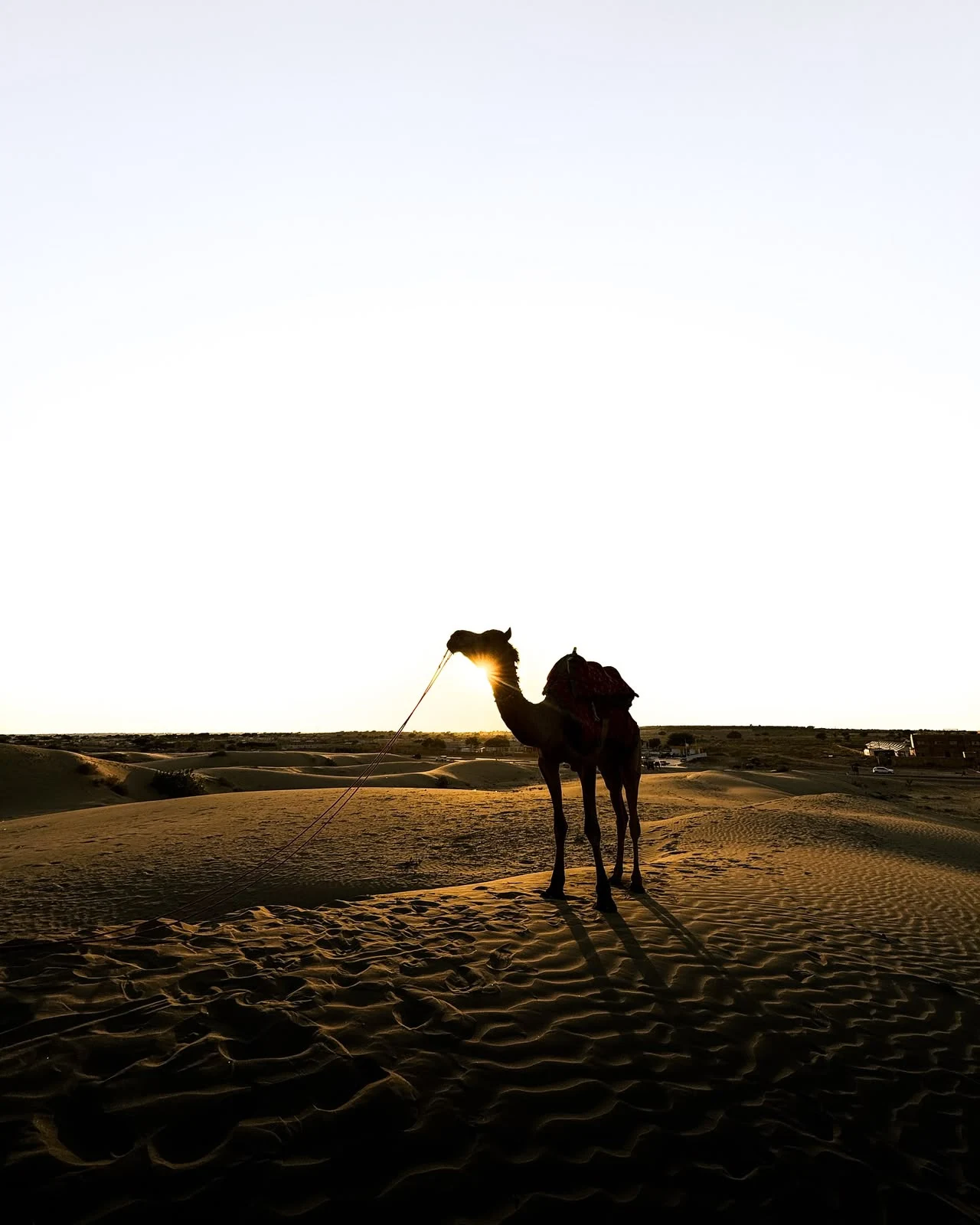 A Night in the Thar